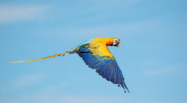 Flying True macaws535266761 272x150 - Flying True macaws - True, mane, Macaws, Flying